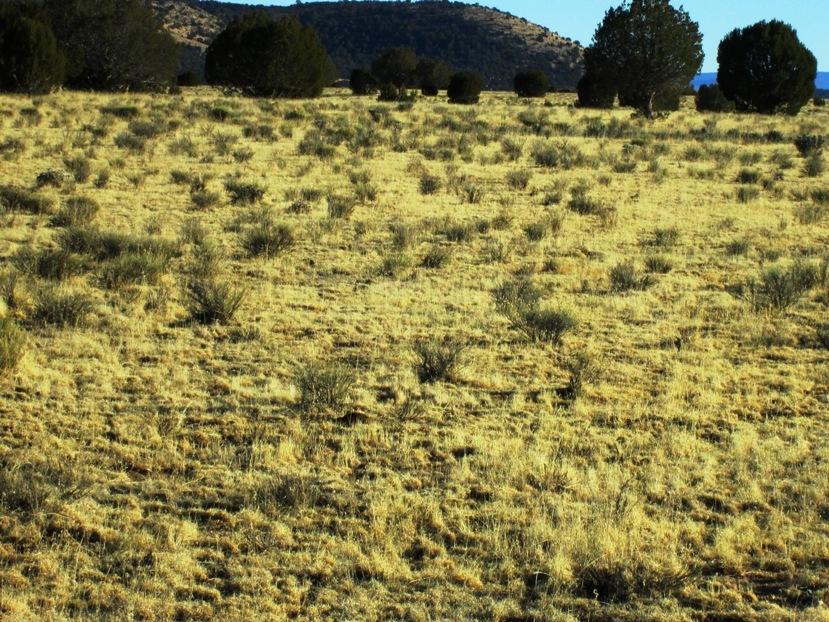 17 North Off Jolly Road Seligman, AZ 86337 - Photo 19 of 28 IMG_0066