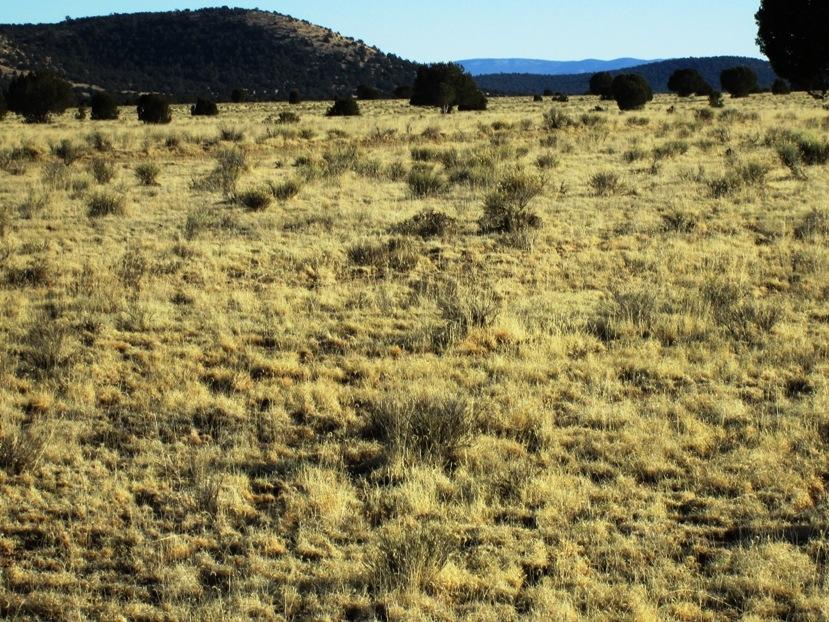 17 North Off Jolly Road Seligman, AZ 86337 - Photo 22 of 28 IMG_0069