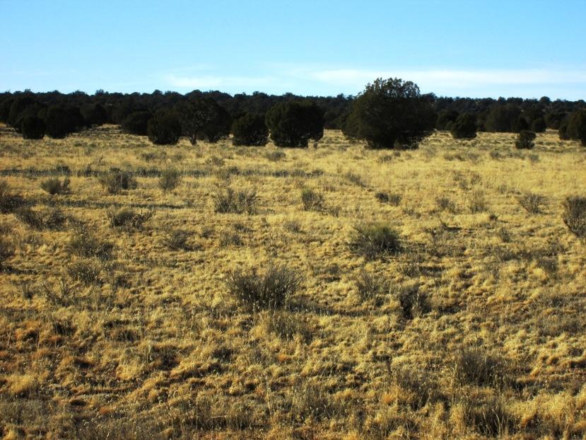 17 North Off Jolly Road Seligman, AZ 86337 - Photo 6 of 28 IMG_0052