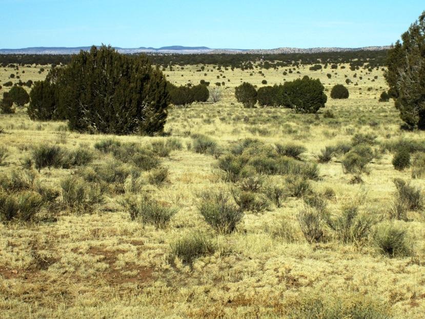 17 North Off Jolly Road Seligman, AZ 86337 - Photo 8 of 28 IMG_0054