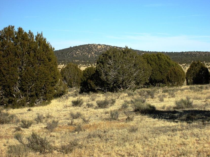 17 North Off Jolly Road Seligman, AZ 86337 - Photo 9 of 28 IMG_0055
