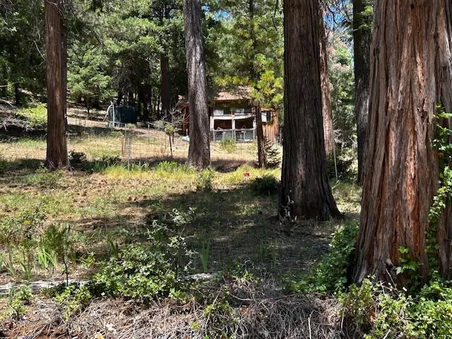 a view of a tree in a backyard of a house