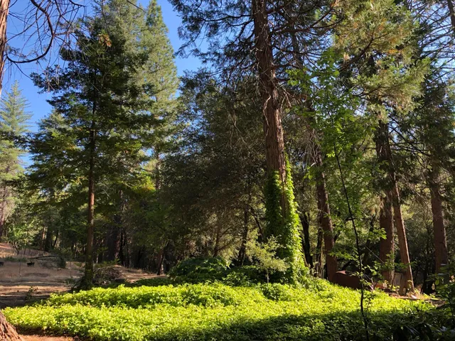 a view of a park with large trees