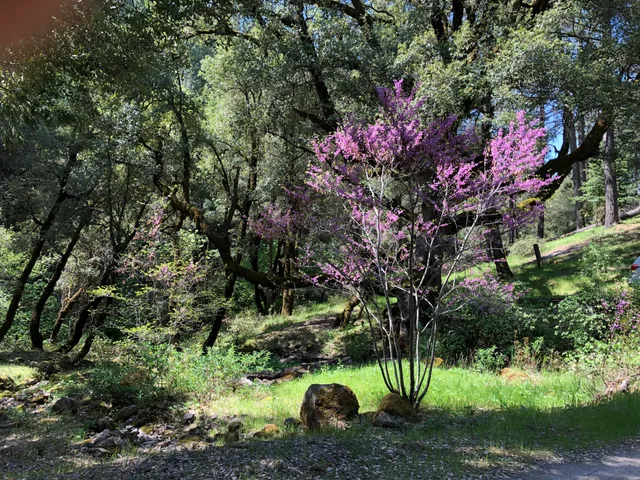 a view of a pathway with a yard