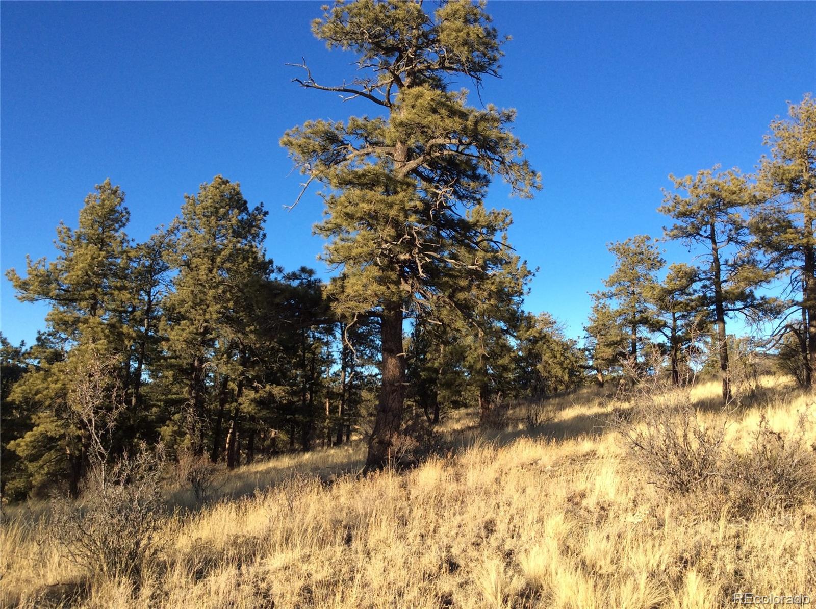 263 Apache Trail Florissant, CO 80816 - Photo 9 of 19