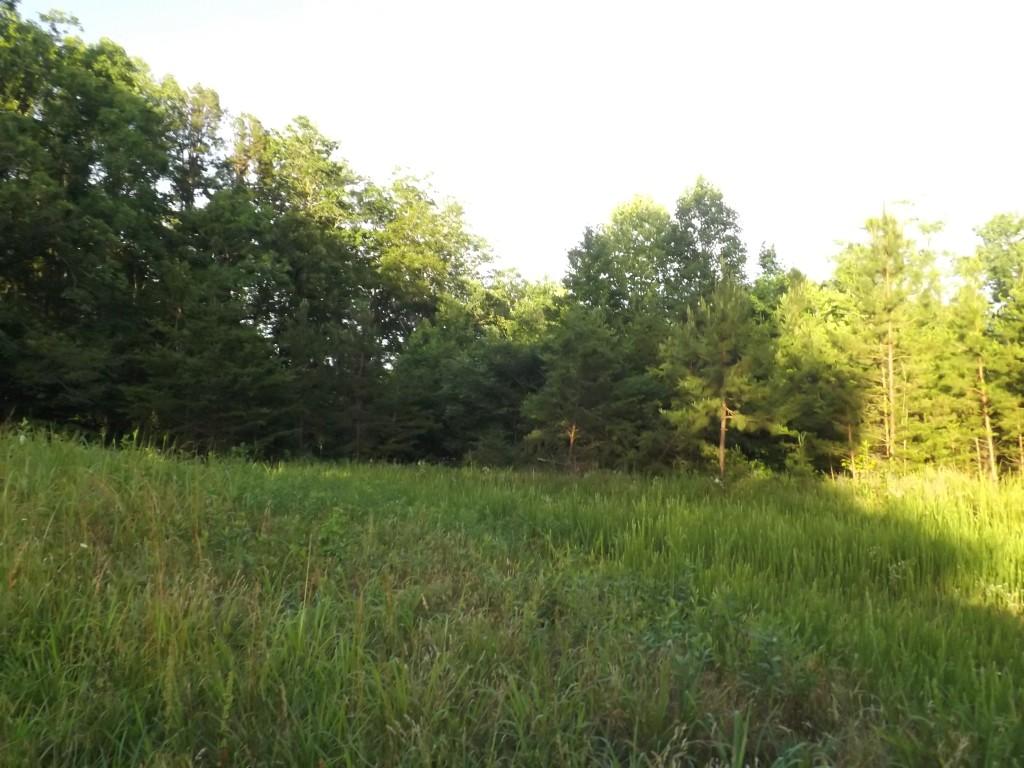 Apollo Drive Spring City, TN 37381 - Photo 5 of 25 DSCF4282 (Medium)