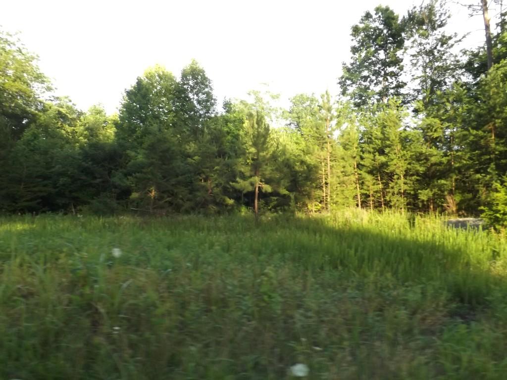 Apollo Drive Spring City, TN 37381 - Photo 6 of 25 DSCF4283 (Medium)