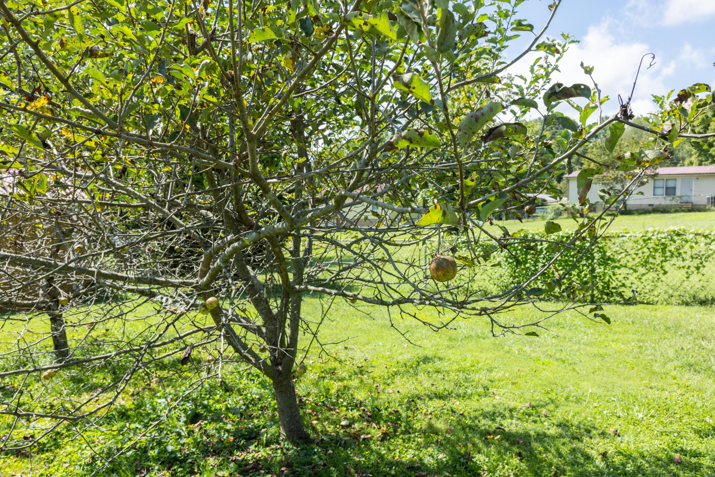 164 Lester Heights Road Gray, TN 37615 - Photo 40 of 45 Lester Heights 40