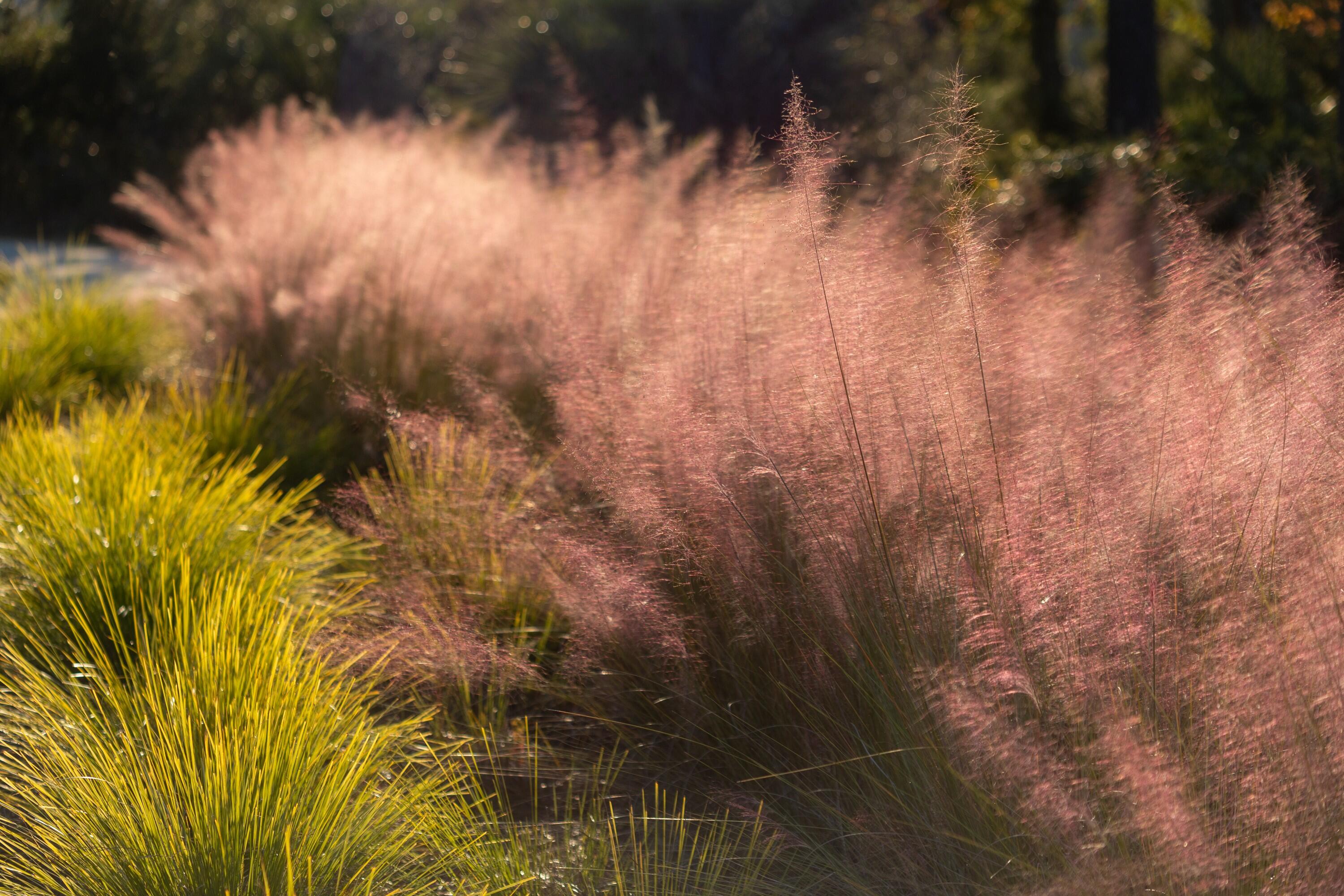 809 Roddin Street Daniel Island, SC 29492 - Photo 71 of 111 photo_071
