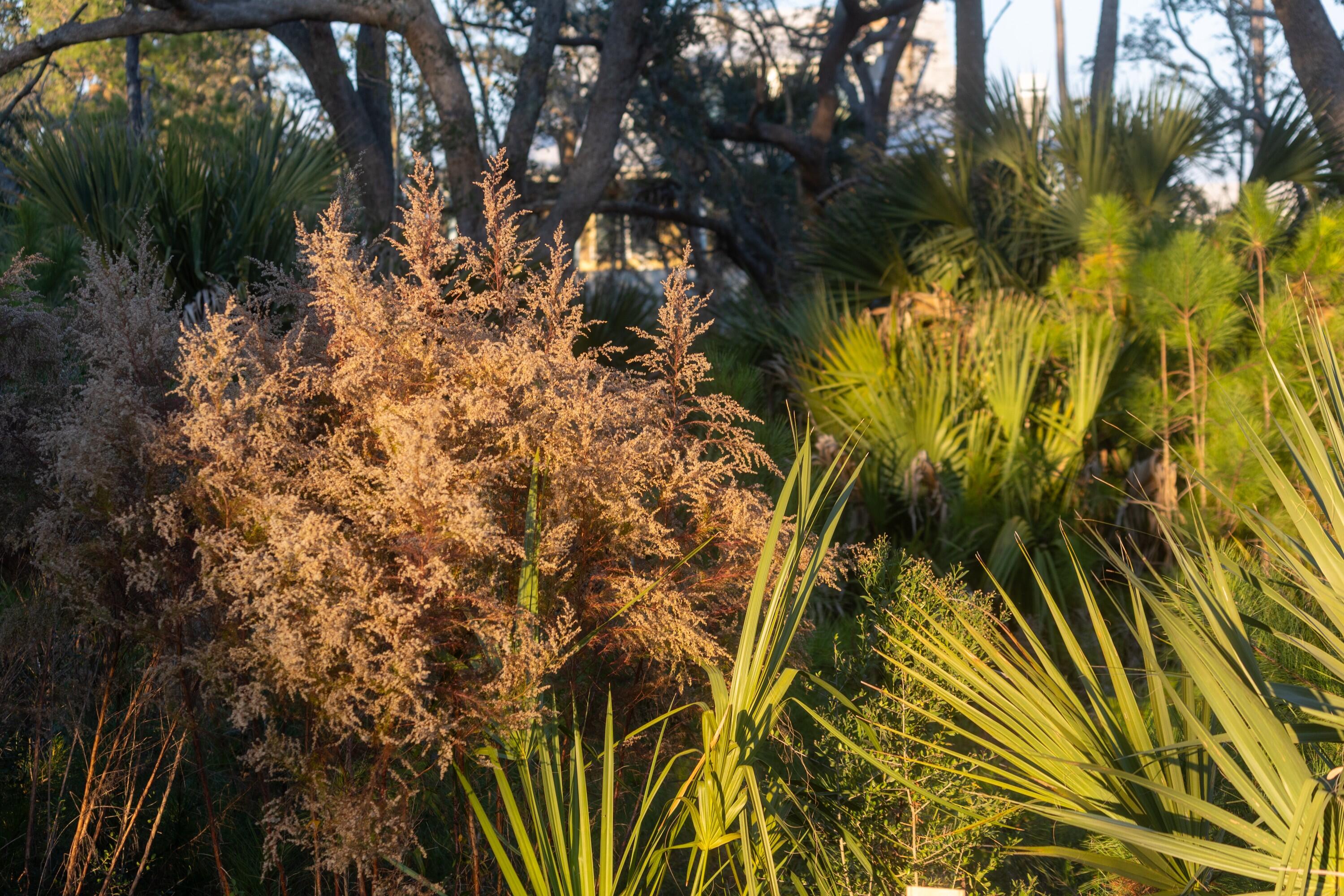 809 Roddin Street Daniel Island, SC 29492 - Photo 73 of 111 photo_073