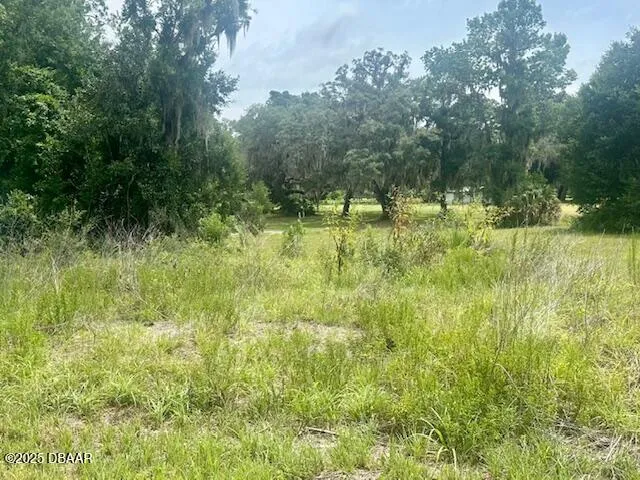 a view of a lush green forest with large trees