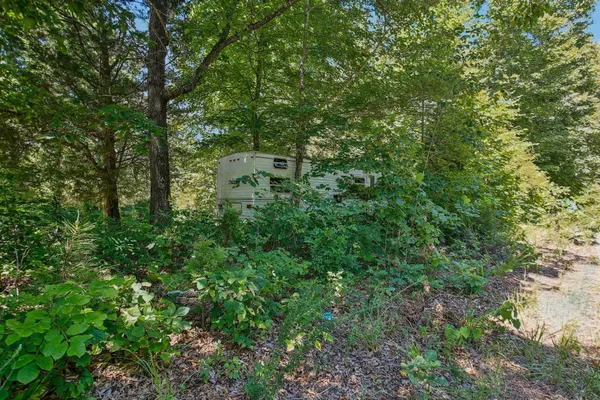 a view of a forest with a tree