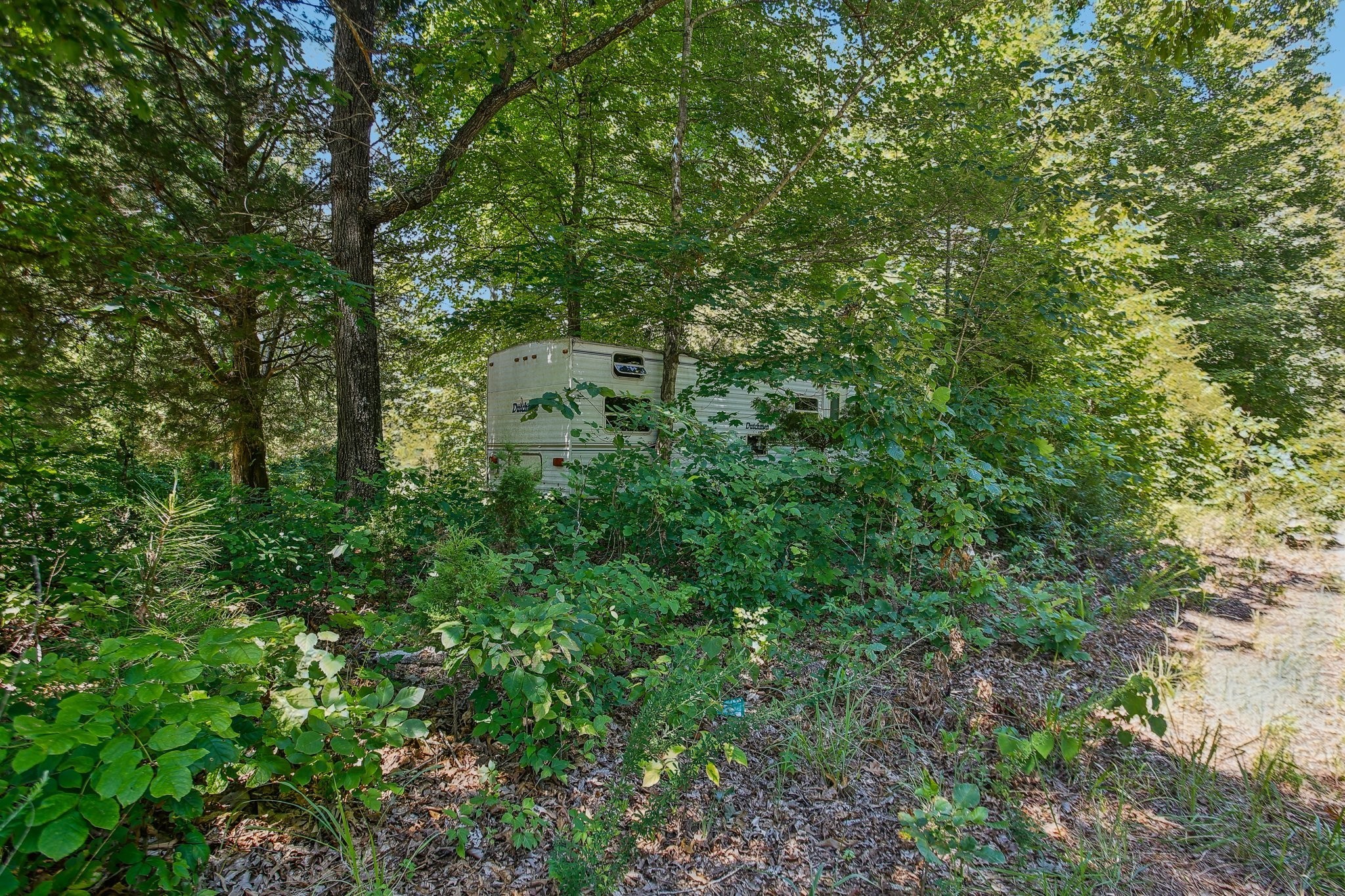 4645 Frankie Road Indian Mound, TN 37079 - Photo 11 of 26 a view of a forest with a tree
