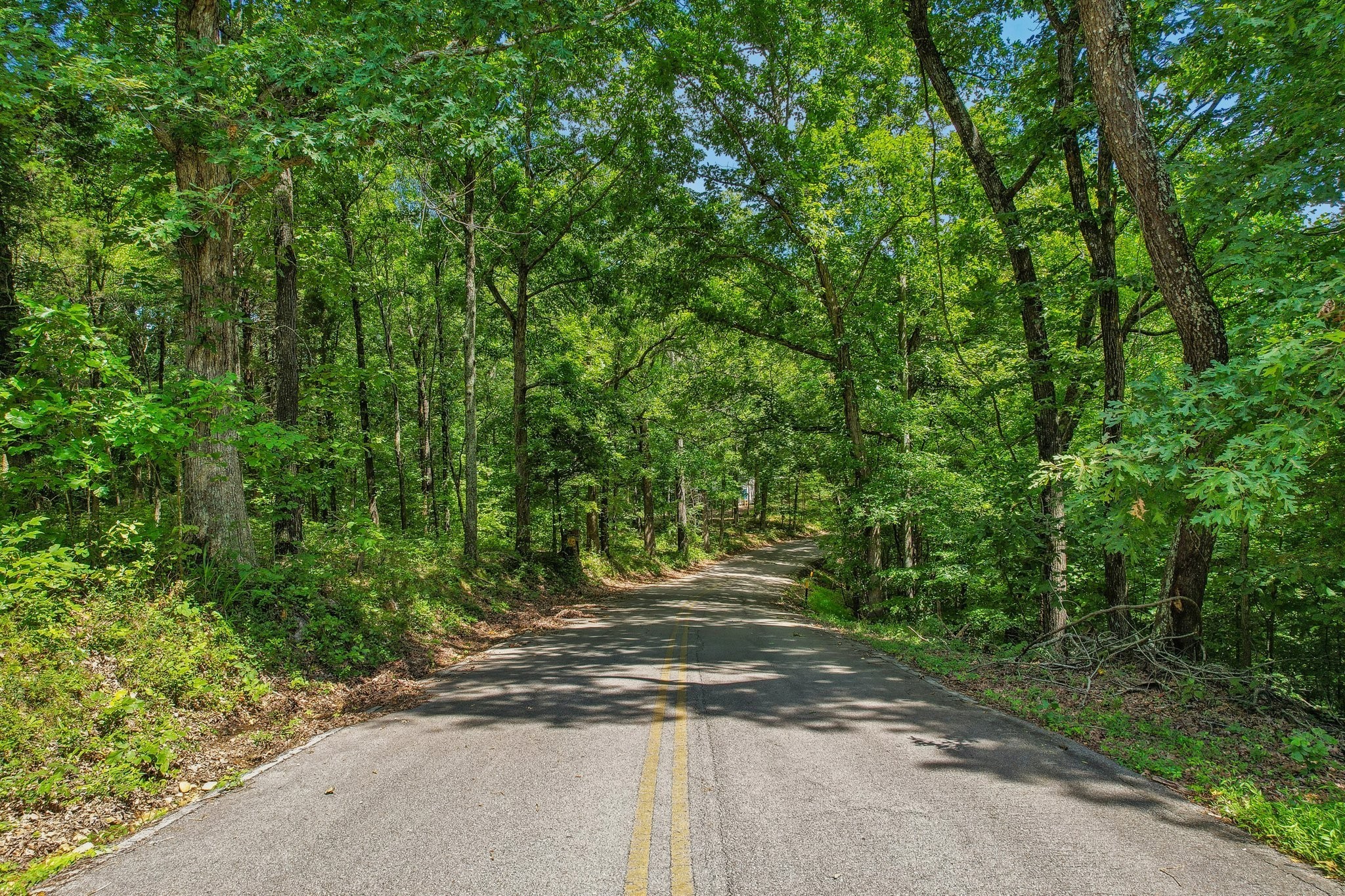 4645 Frankie Road Indian Mound, TN 37079 - Photo 13 of 26 a view of a yard with plants and trees