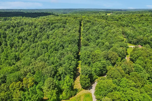 a view of a garden with plants