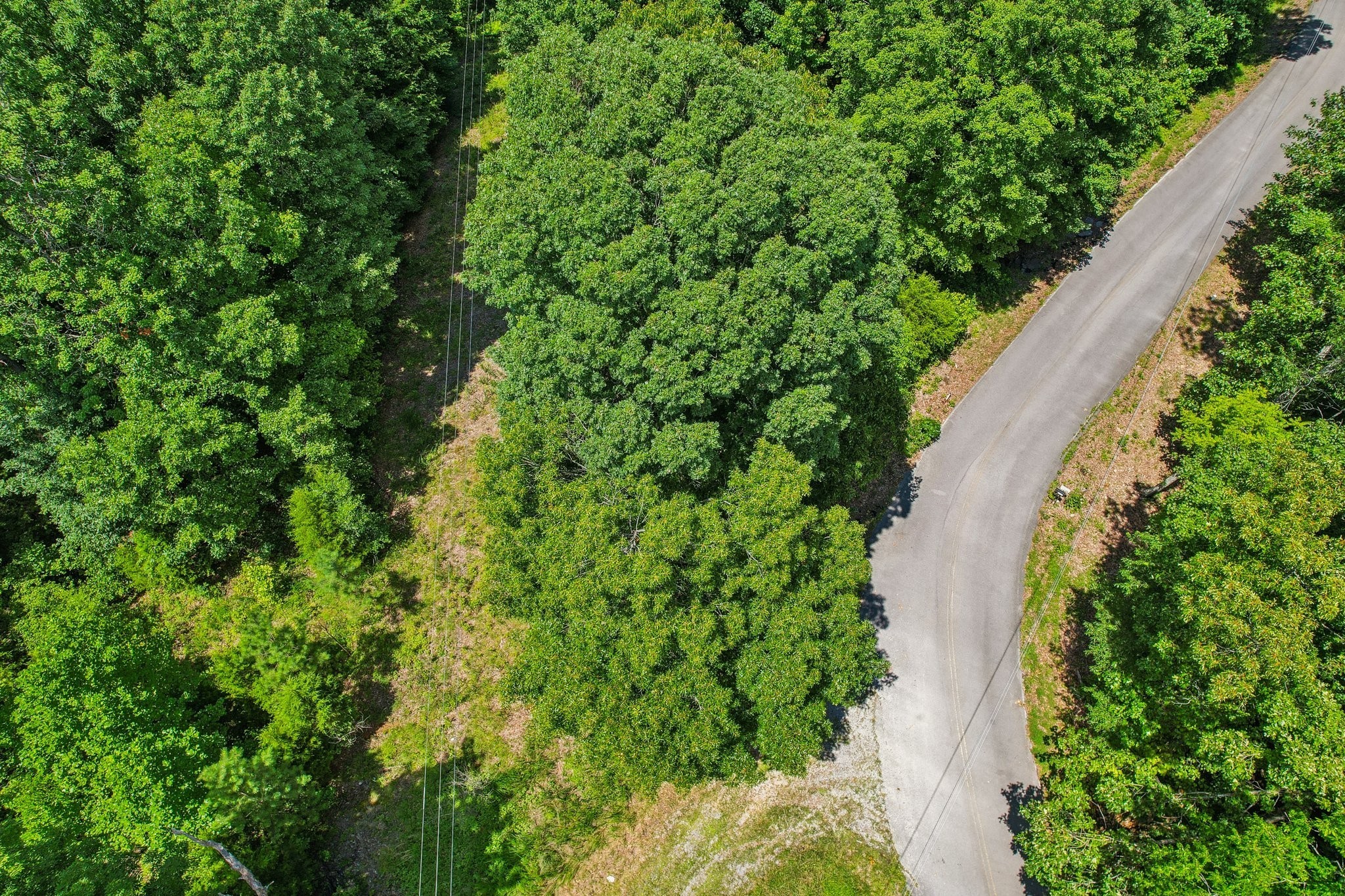 4645 Frankie Road Indian Mound, TN 37079 - Photo 21 of 26 a view of a garden with plants