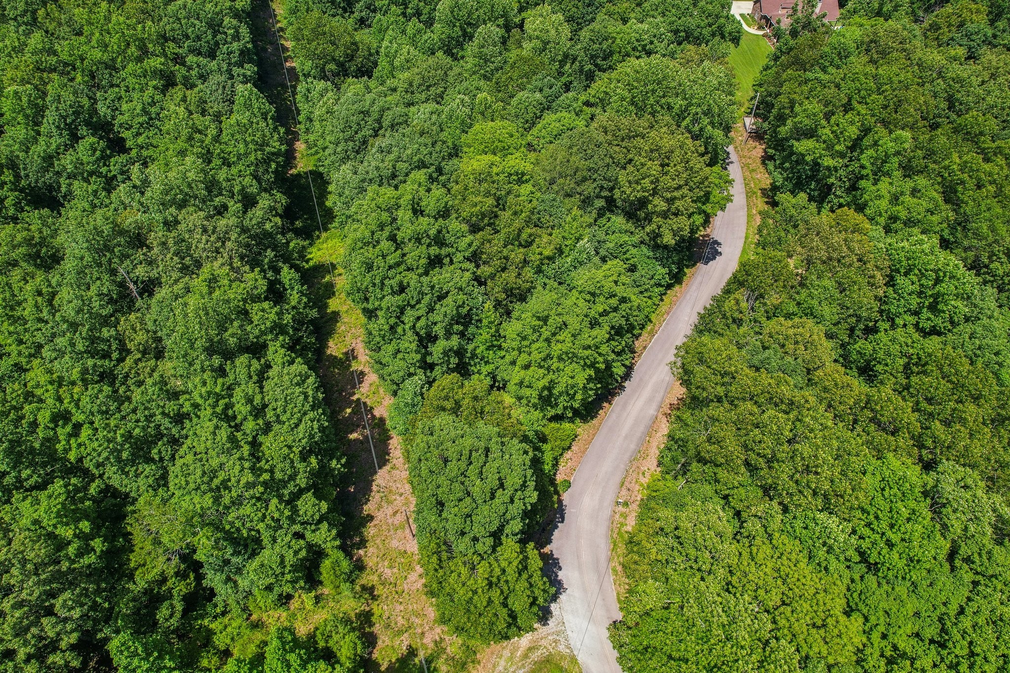 4645 Frankie Road Indian Mound, TN 37079 - Photo 23 of 26 a close up of a plant in a garden
