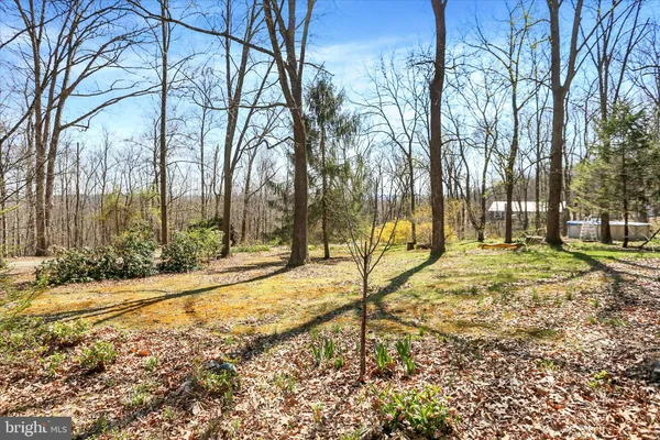 a view of a yard with trees