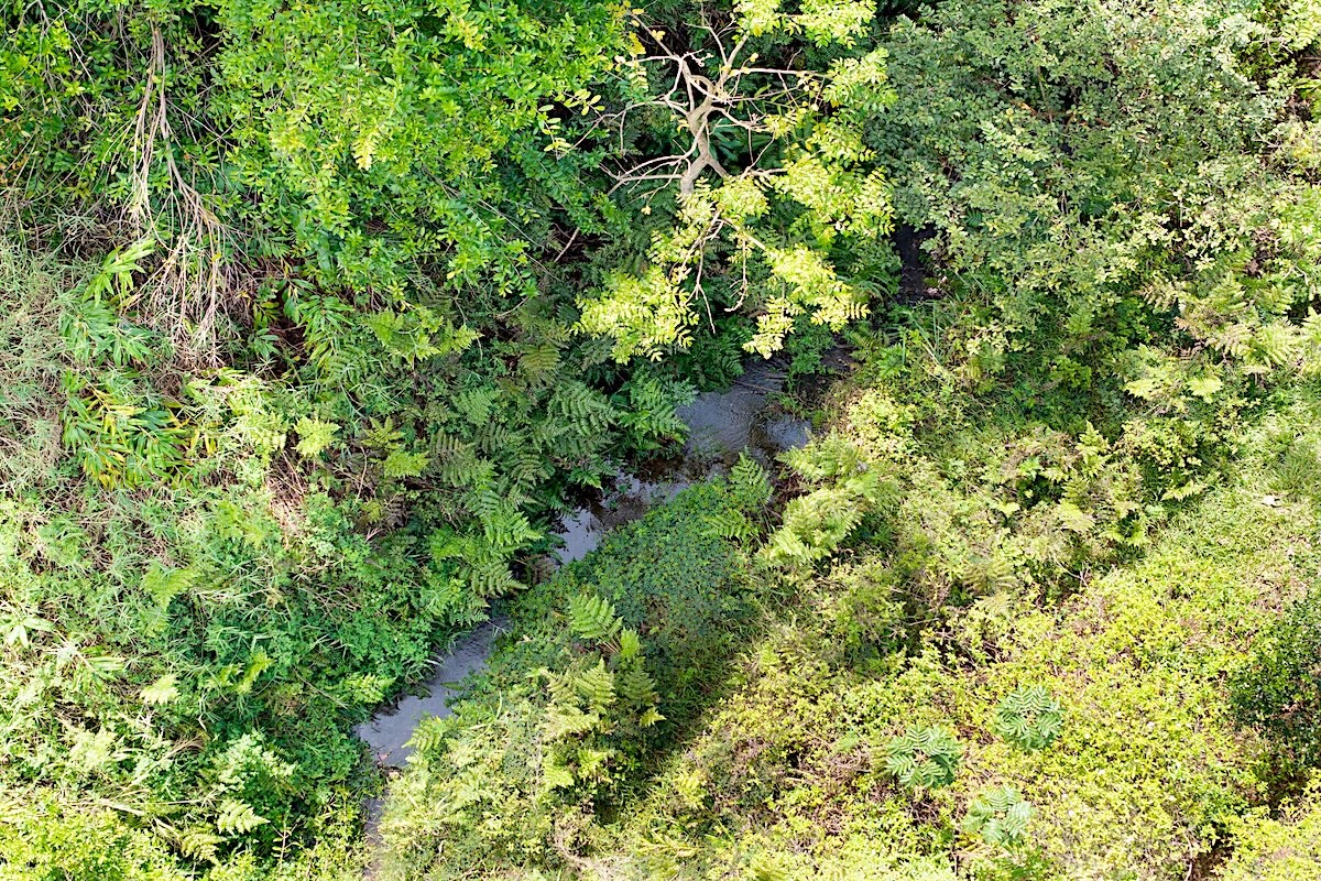 28-668 Kaupakuea Homestead Road Pepeekeo, HI 96783 - Photo 15 of 15 a view of a lush green forest
