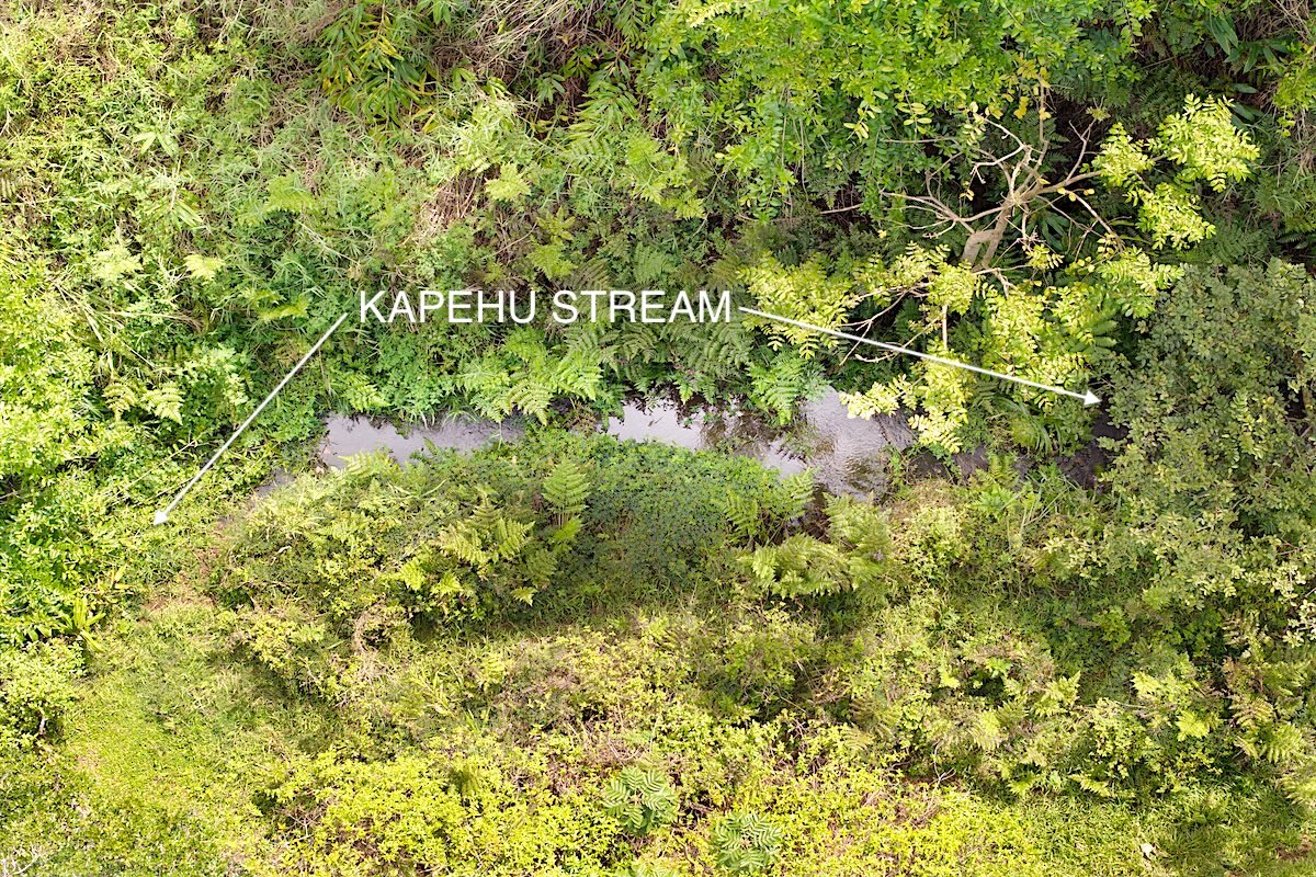 28-668 Kaupakuea Homestead Road Pepeekeo, HI 96783 - Photo 3 of 15 a view of a big yard with plants and large trees