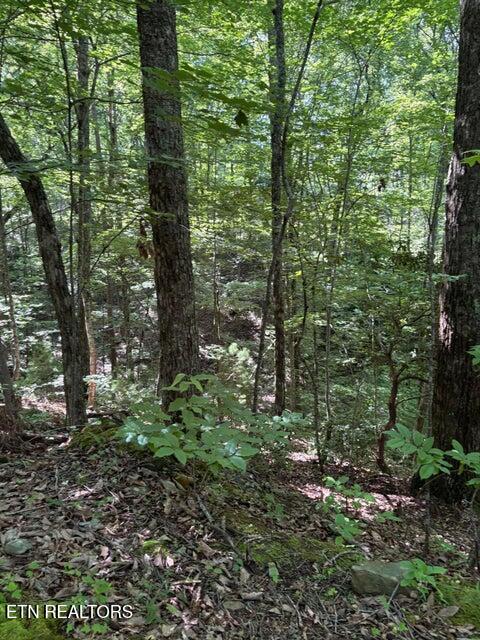 Lot 4 Old Furnace Road Tellico Plains, TN 37385 - Photo 11 of 13 11