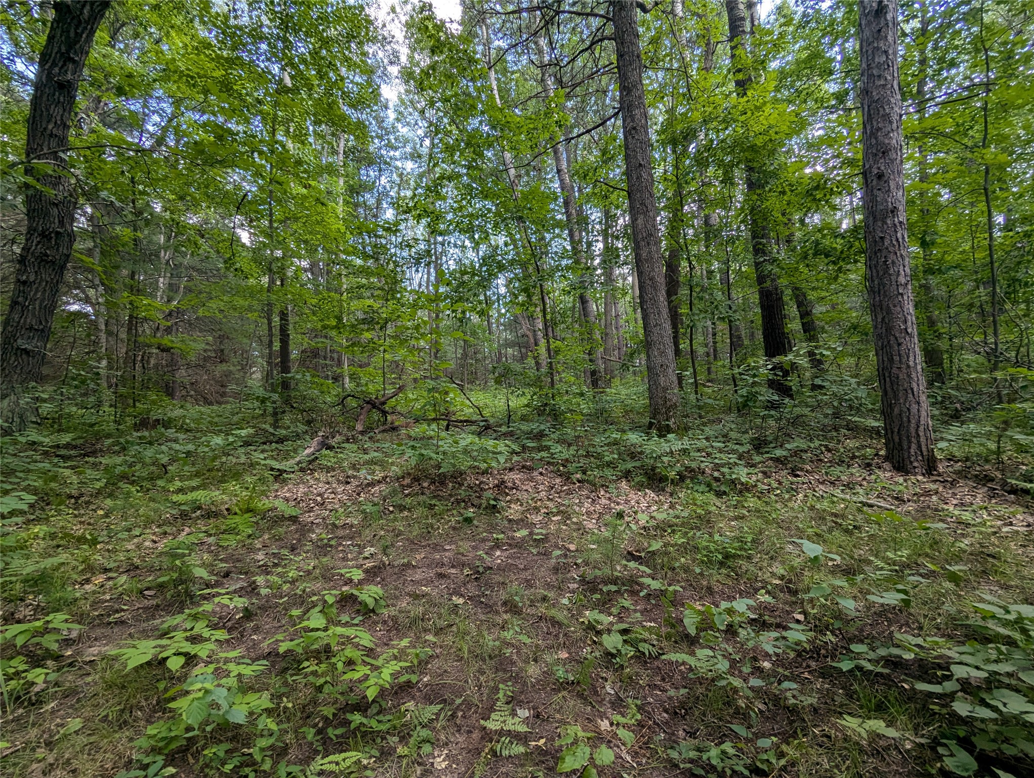 Lot 3 Fosmo Drive Webster, WI 54893 - Photo 3 of 13