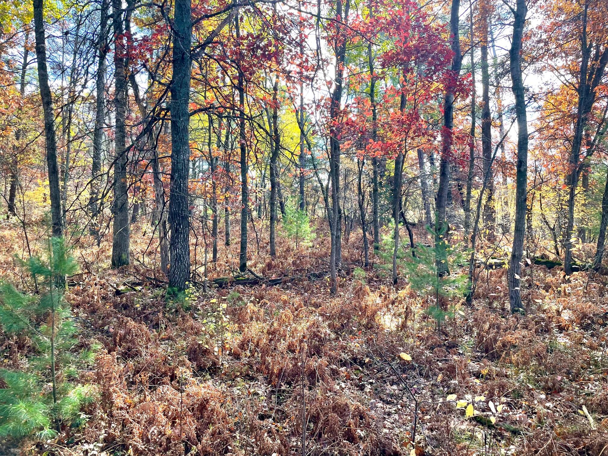 10-acres West Fletcher Road Roscommon, MI 48653 - Photo 13 of 16 Property
