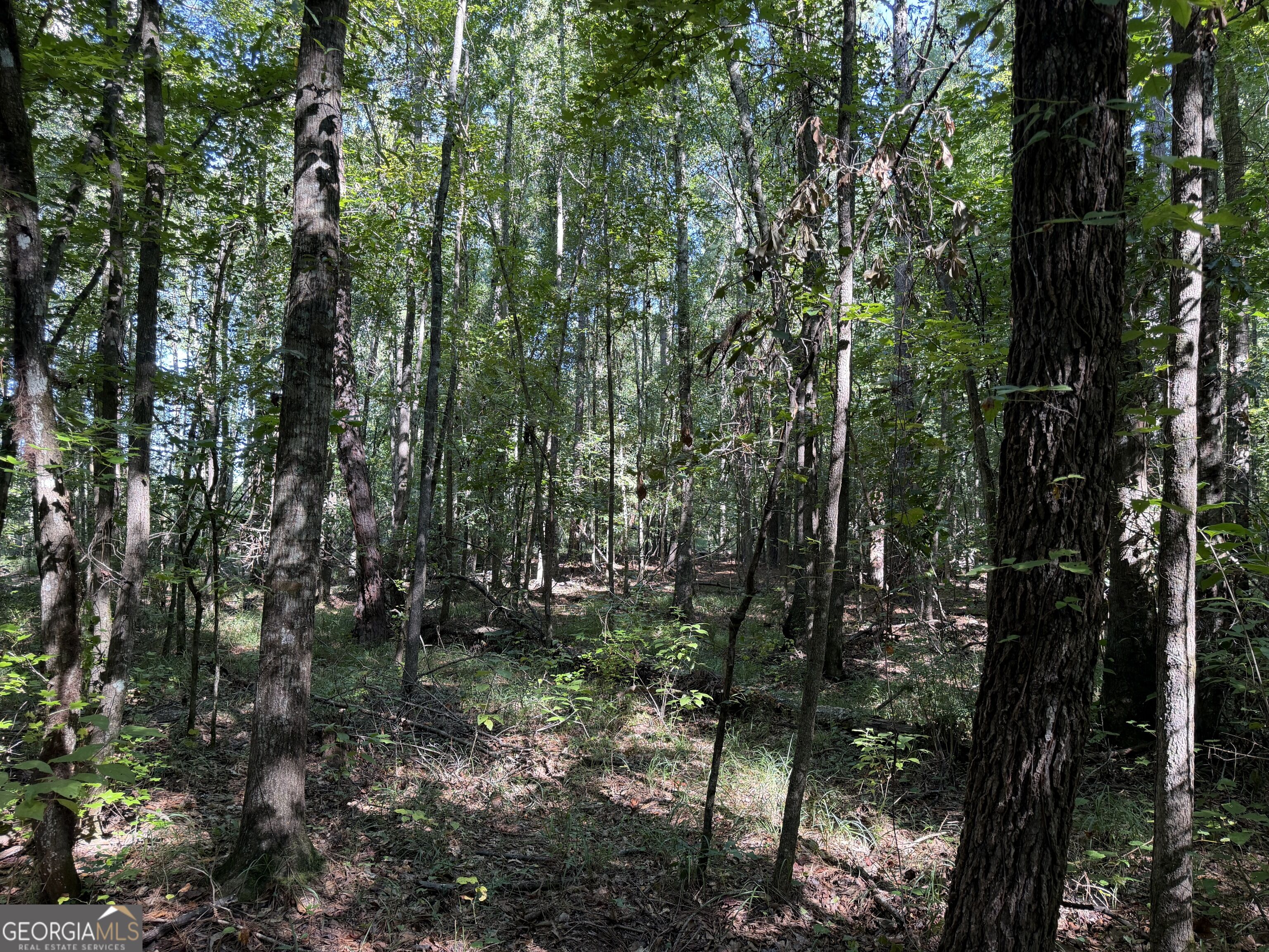 0 Pig Road Bartow, GA 30413 - Photo 17 of 44 Gallery Image 17