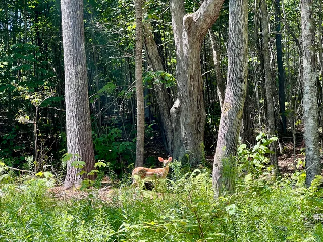$109,000 | Lot #7-16 Lot#7-16 Bluebird Road, Warren, ME 04864