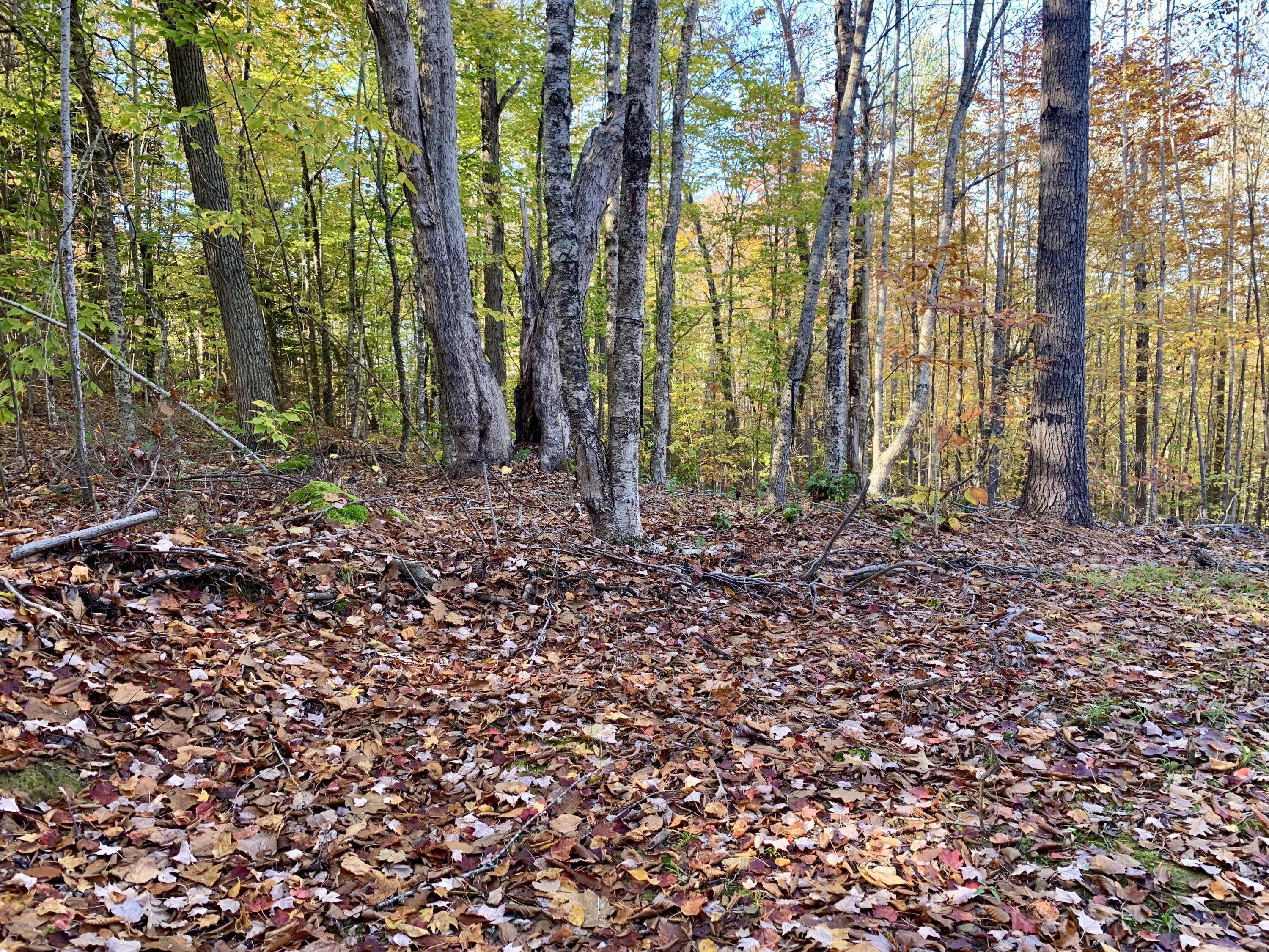 Lot #7-16 Lot#7-16 Bluebird Road Warren, ME 04864 - Photo 35 of 36 IMG_4564