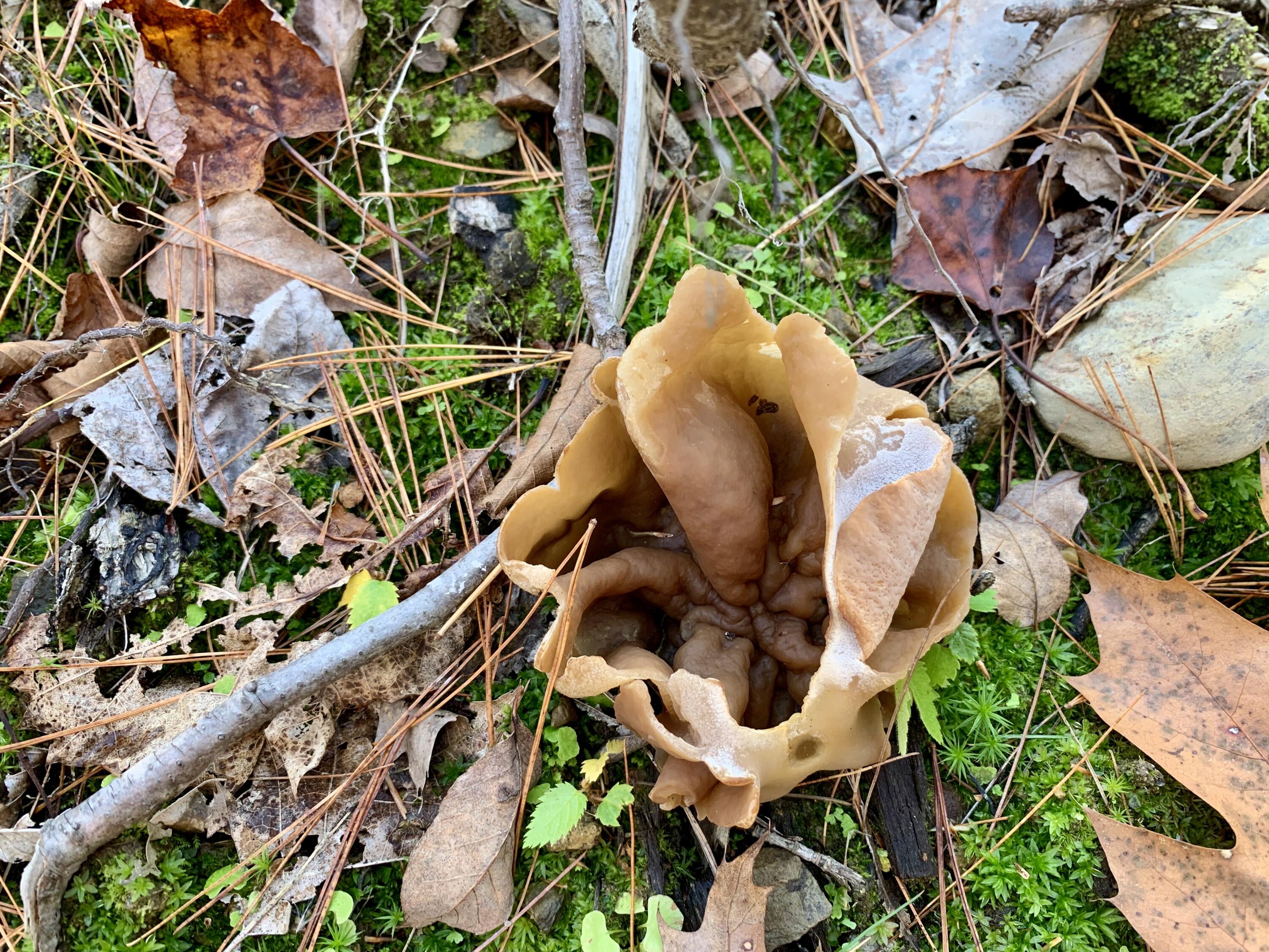 Lot #7-16 Lot#7-16 Bluebird Road Warren, ME 04864 - Photo 36 of 36 IMG_4568