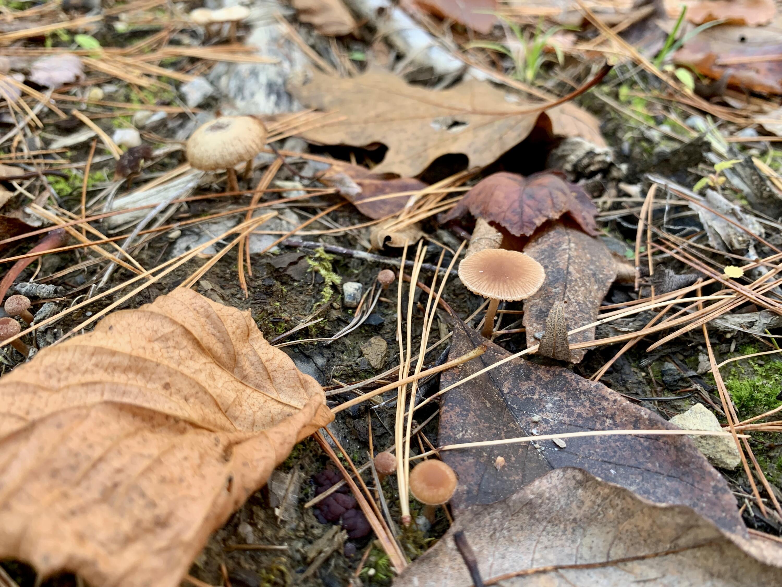 Lot #7-16 Lot#7-16 Bluebird Road Warren, ME 04864 - Photo 4 of 36 IMG_4566