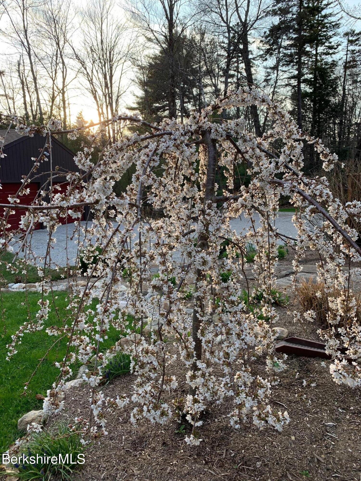 328 Woodmere Road Becket, MA 01223 - Photo 36 of 40 Weeping cherry