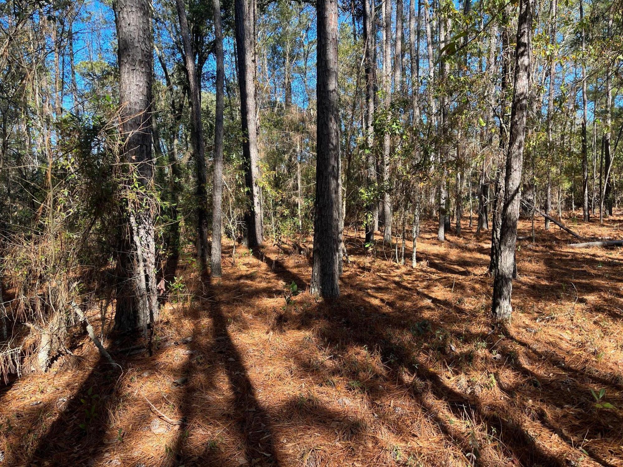 Tbd Cannon Road Round O, SC 29474 - Photo 3 of 3 IMG_3080