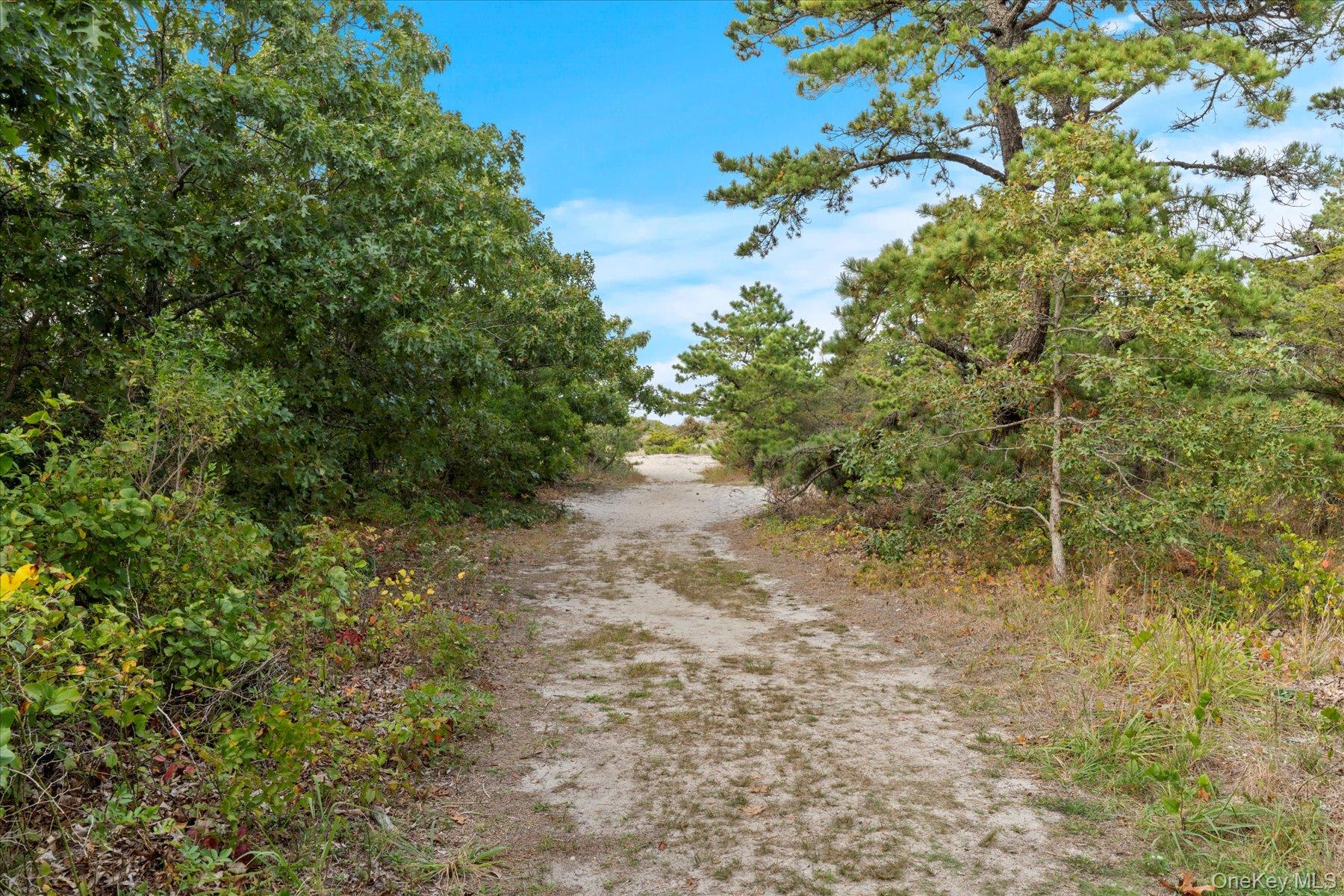 3630 Soundview Avenue Peconic, NY 11958 - Photo 33 of 44 a view of a yard with plants and tree
