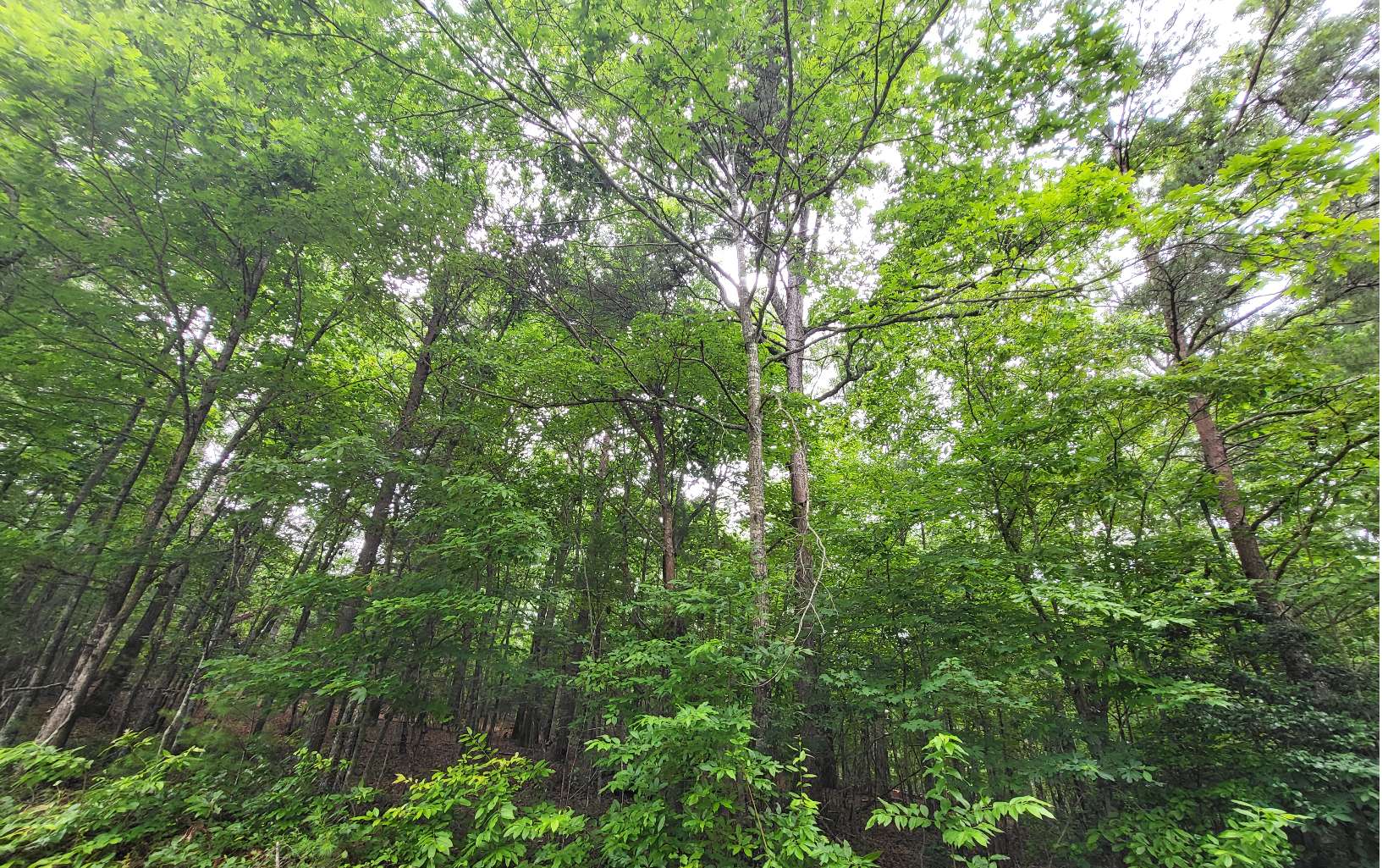 45-acs New Hope Road Morganton, GA 30560 - Photo 2 of 72 Additional View