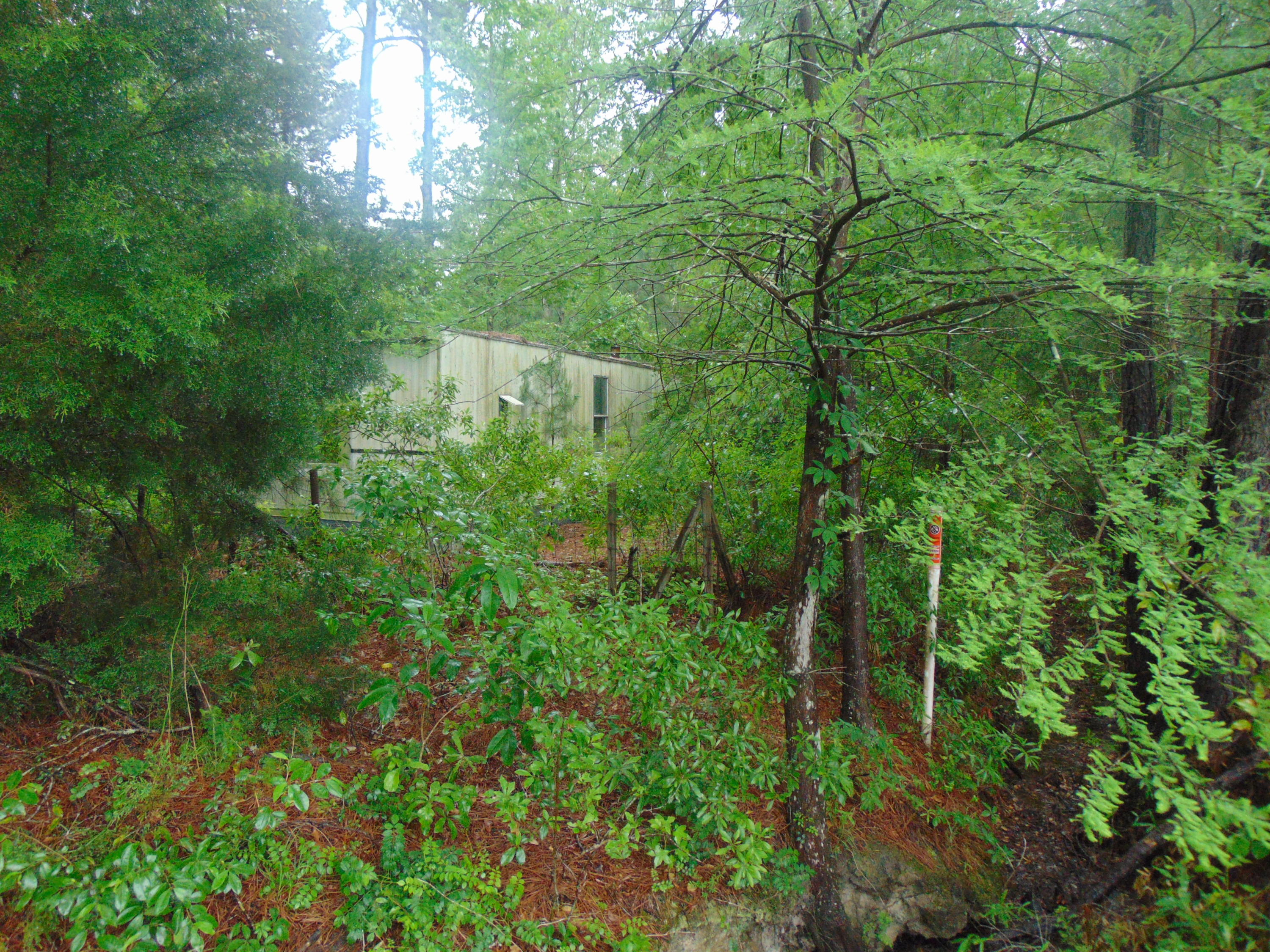 1250 Red Oak Road Cottageville, SC 29435 - Photo 4 of 5 DSC00400