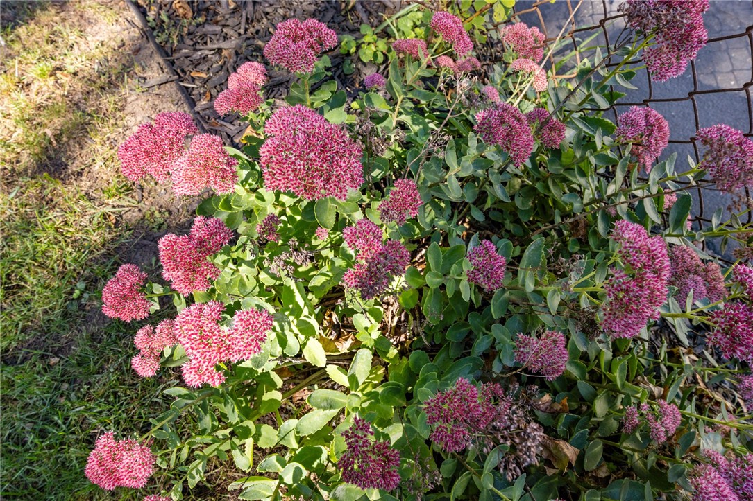 97 Vinton Road Irondequoit, NY 14622 - Photo 27 of 49 MANY FLOWERING PLANTS