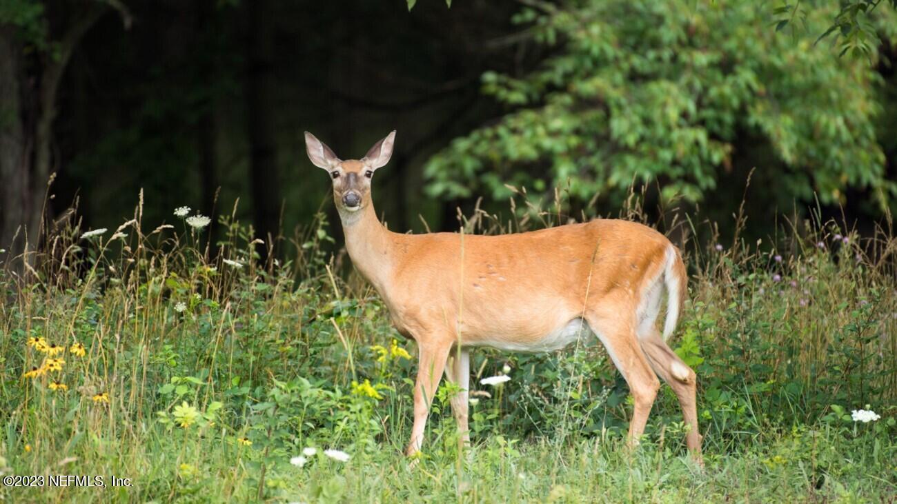 7349 Oakridge Loop Glen St. Mary, FL 32040 - Photo 55 of 56 Meet Your New Neighbor