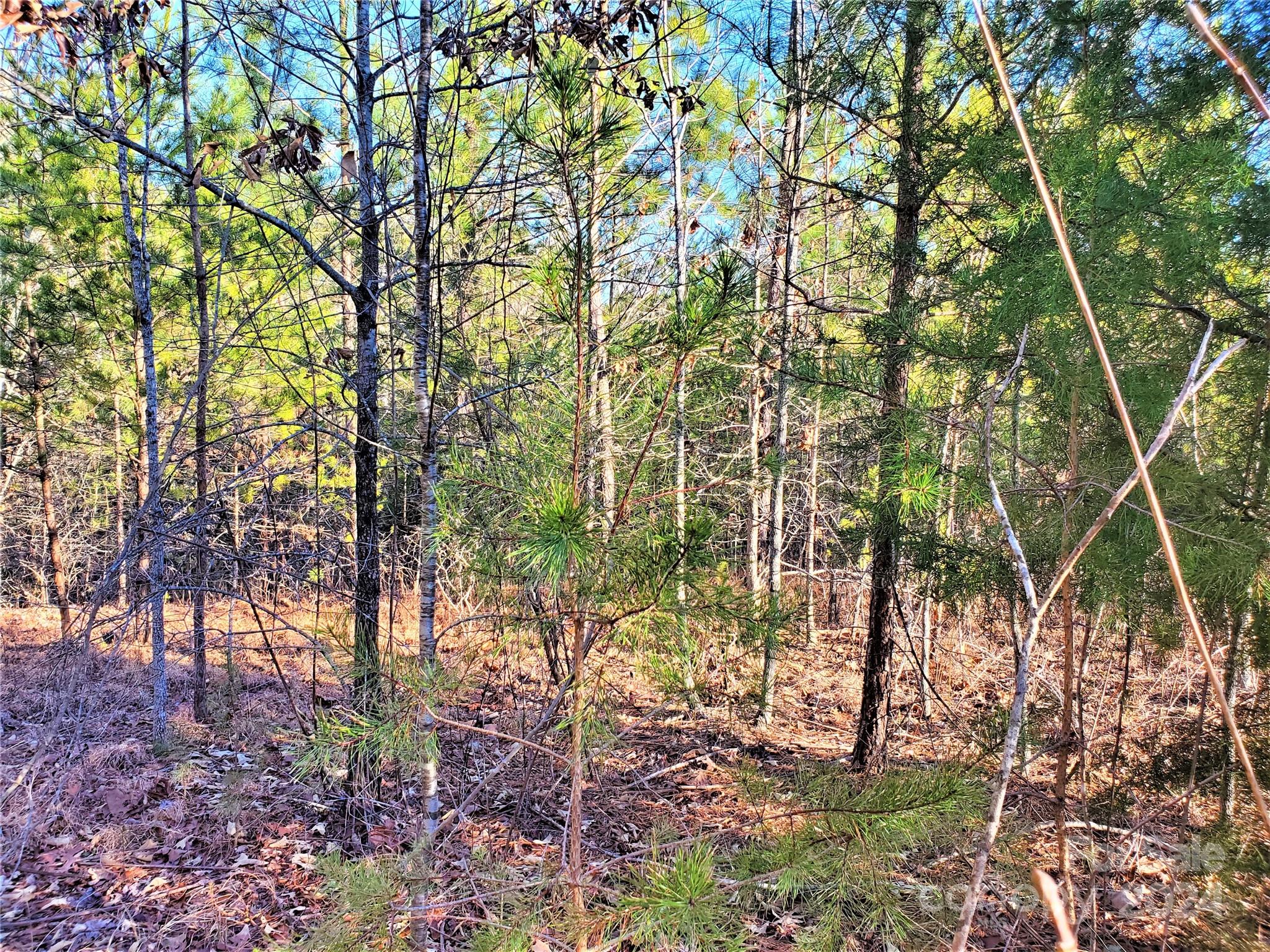 0 Rock Ridge Rd Mill Spring Mill Spring, NC 28756 - Photo 3 of 4 a backyard of a house with lots of trees