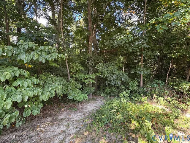 a view of a lush green forest