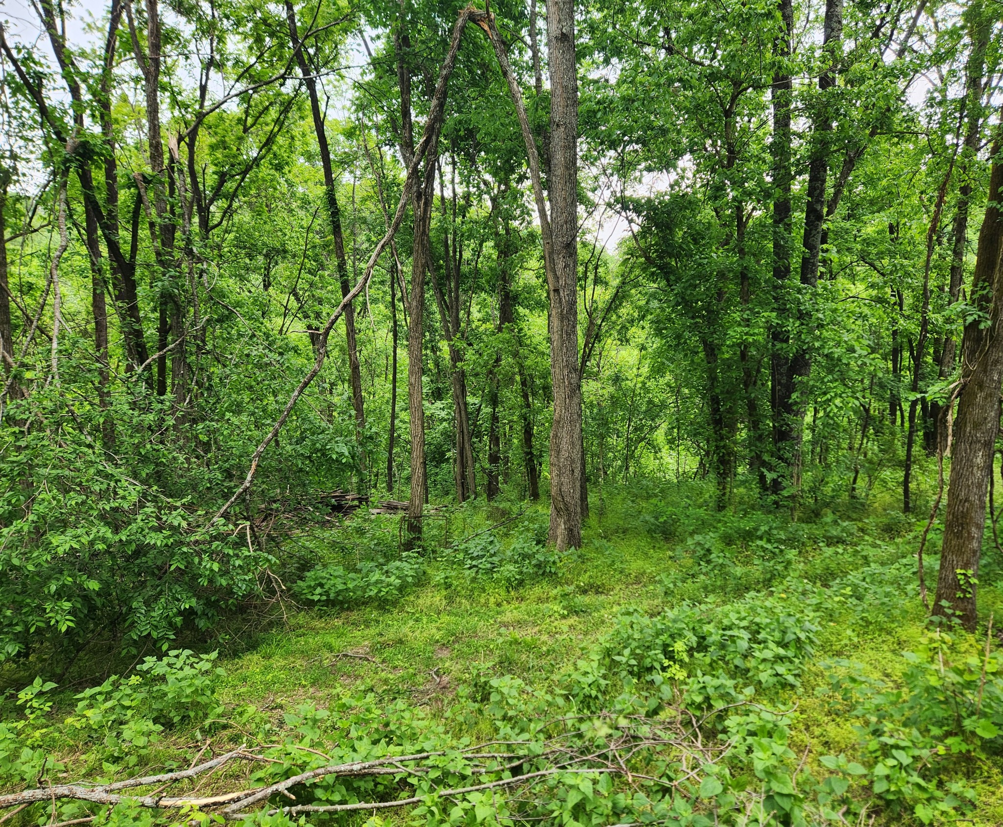 0 Thompson Hill Road Bethpage, TN 37022 - Photo 1 of 3 a view of a lush green forest