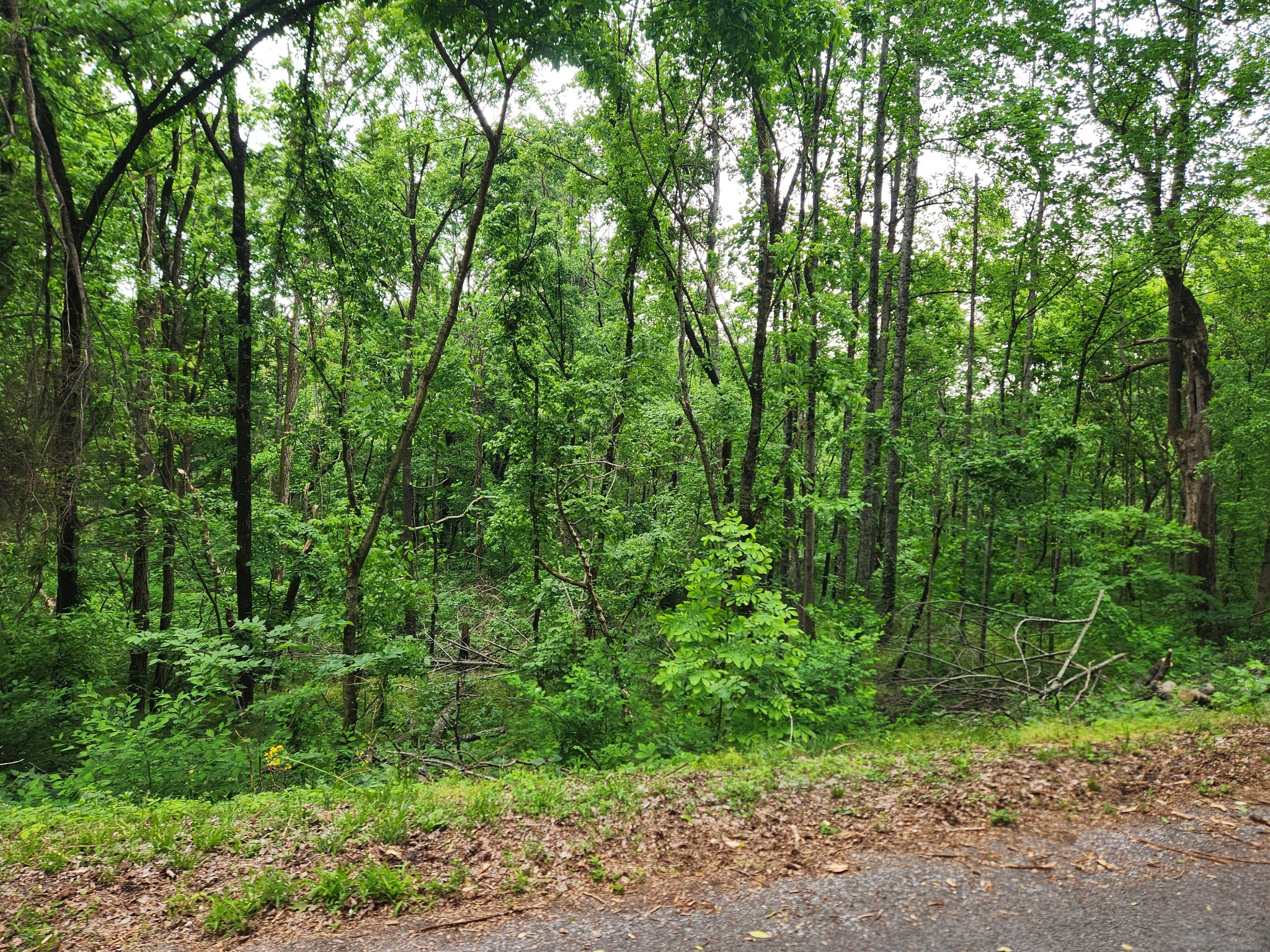 0 Thompson Hill Road Bethpage, TN 37022 - Photo 3 of 3 a view of a lush green forest