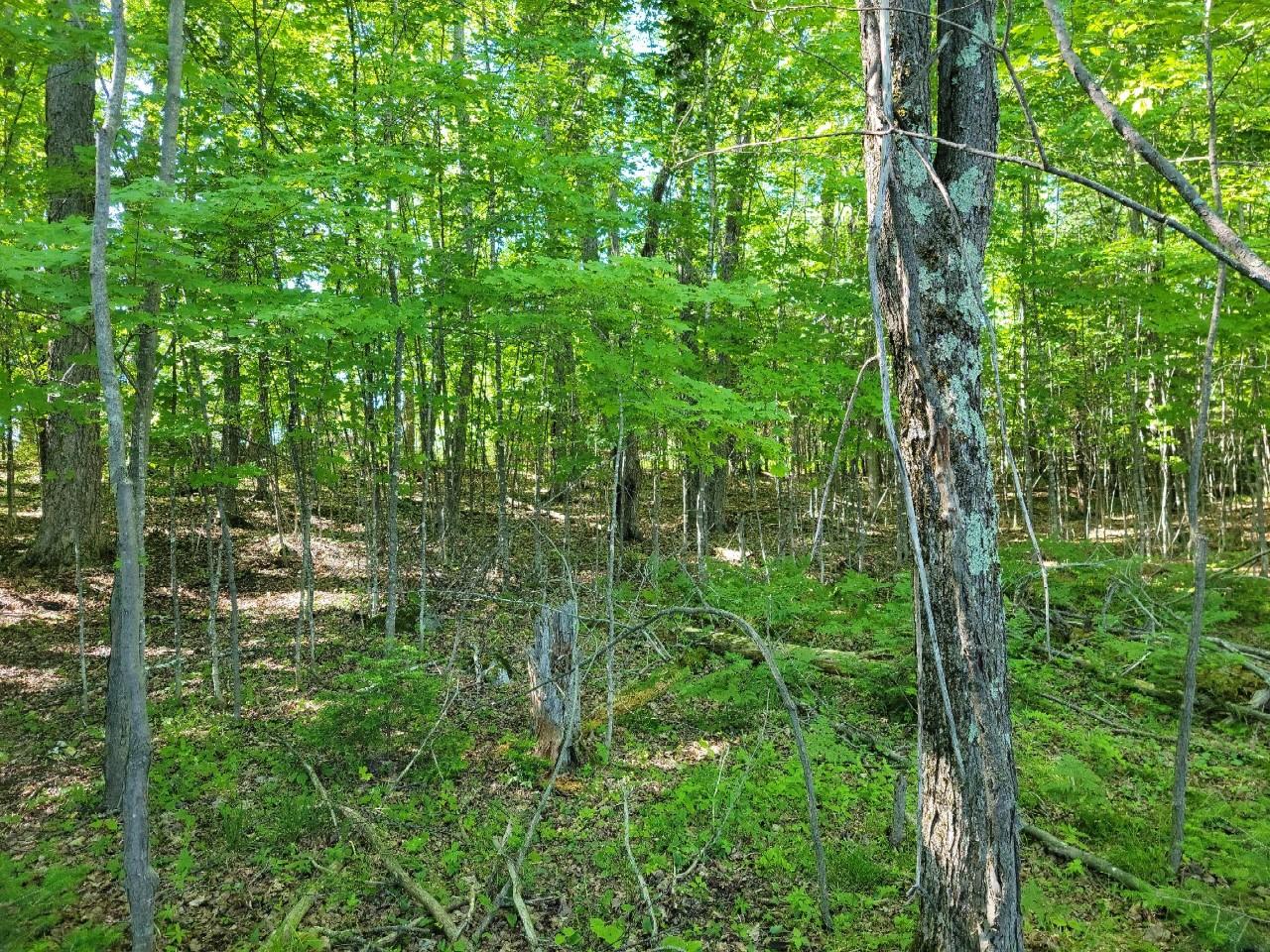 Lot 1 Musky Point Road Mercer, WI 54547 - Photo 18 of 27 Gallery Image 18