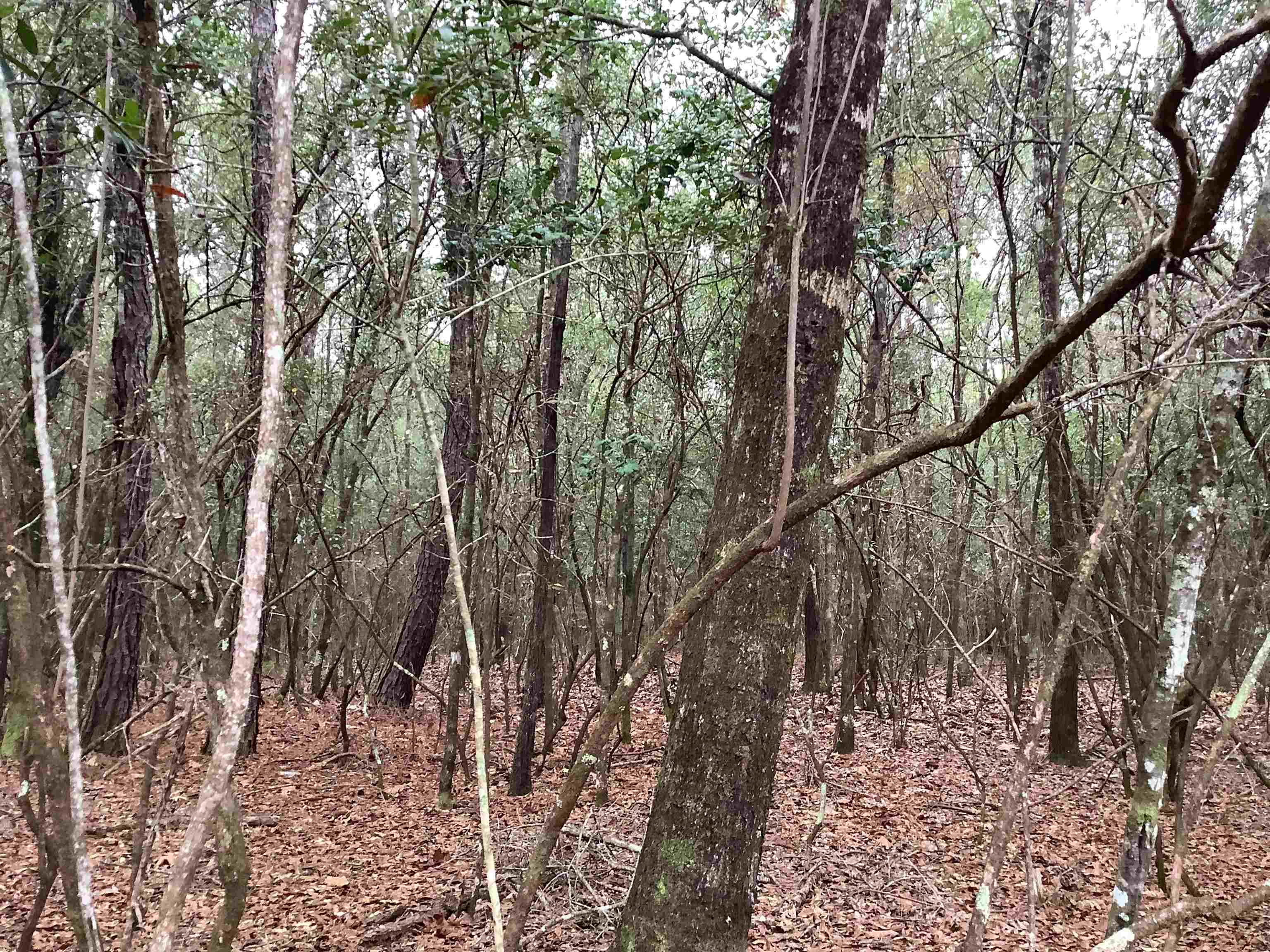 20740 Ray Armstrong Road Andalusia, AL 36421 - Photo 25 of 48 Gallery Image 25