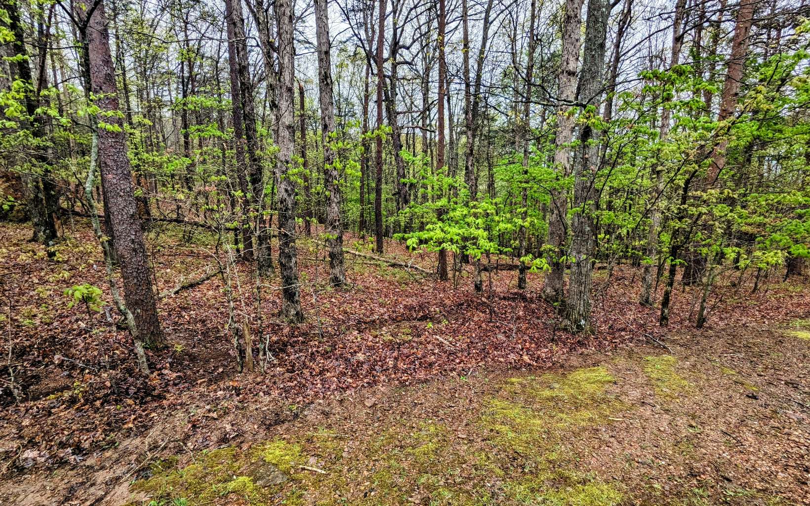 155 Sharp Mountain Parkway Jasper, GA 30143 - Photo 12 of 19 Additional View