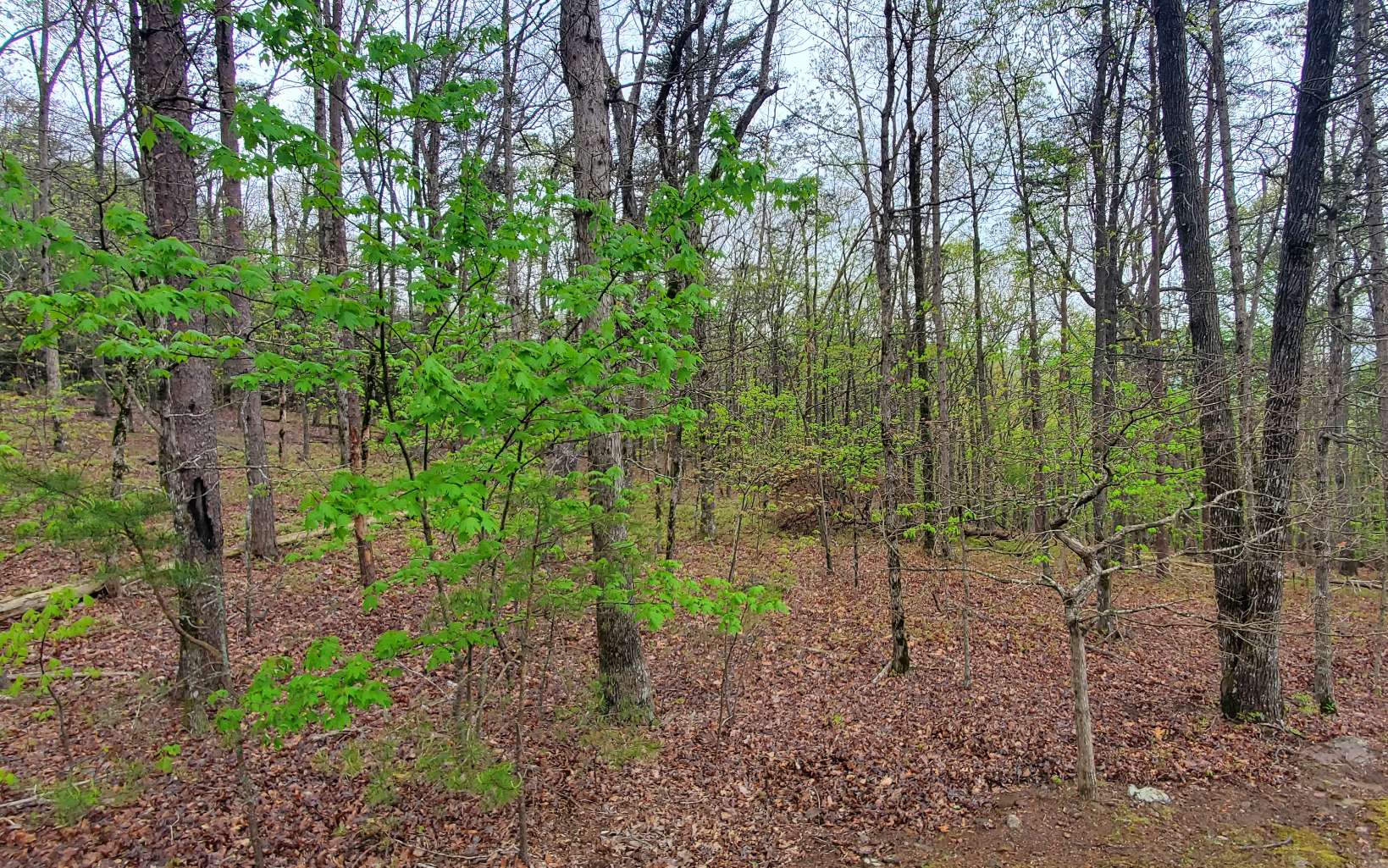 155 Sharp Mountain Parkway Jasper, GA 30143 - Photo 6 of 19 Additional View