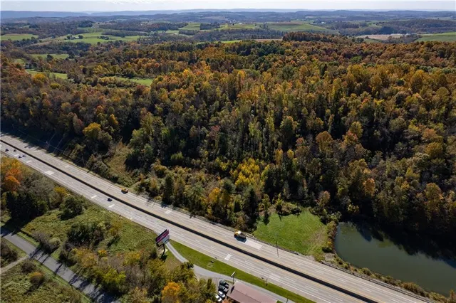 a view of a tree with a plant