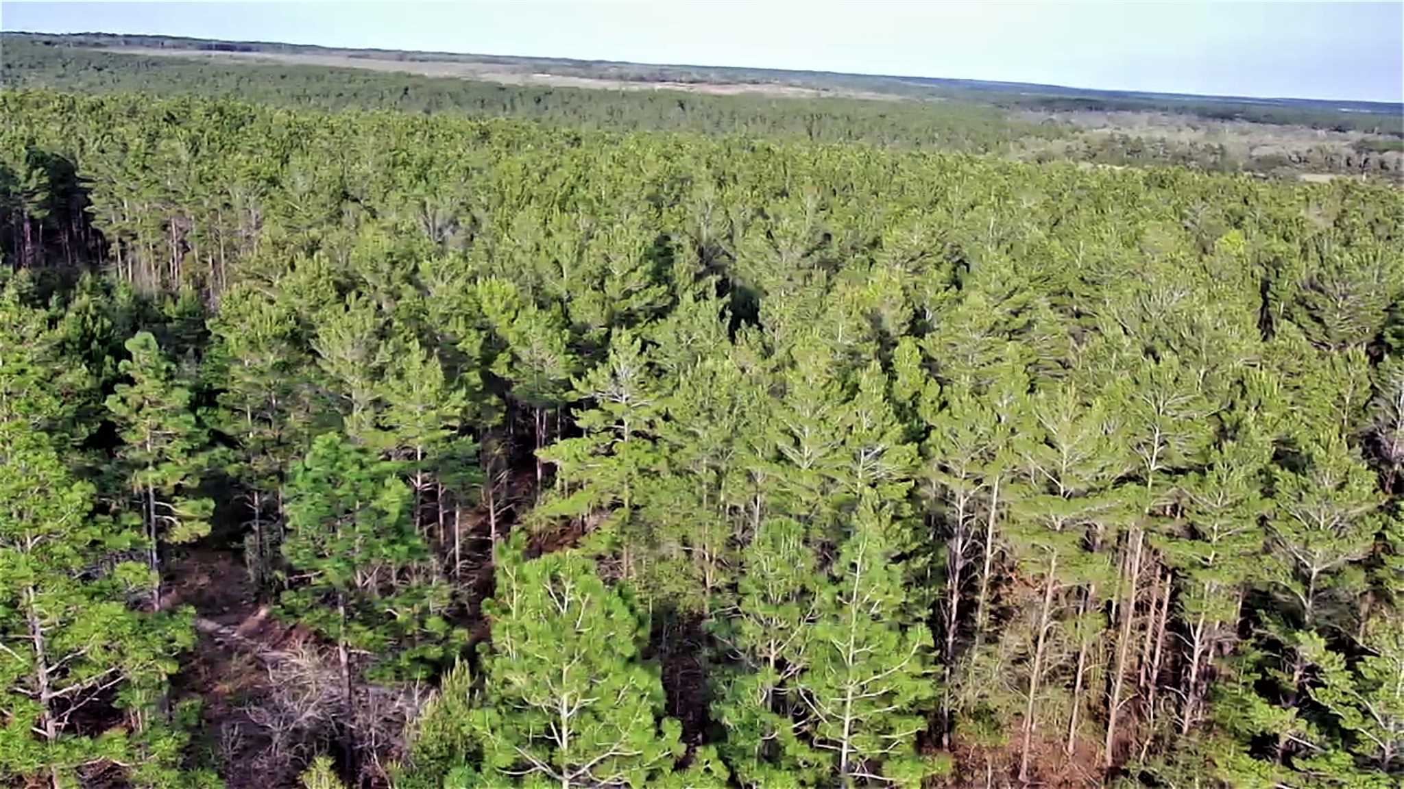 Cooper Road Holt, FL 32564 - Photo 3 of 17 Gallery Image 3