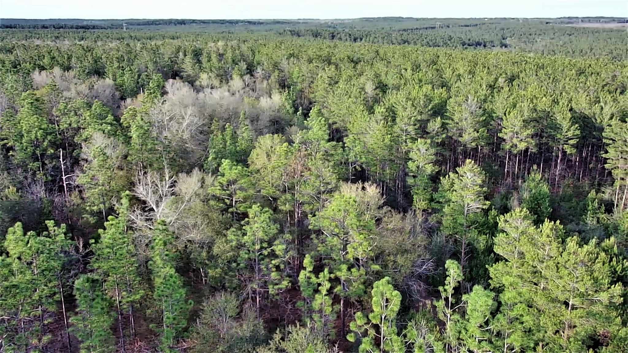 Cooper Road Holt, FL 32564 - Photo 6 of 17 Gallery Image 6